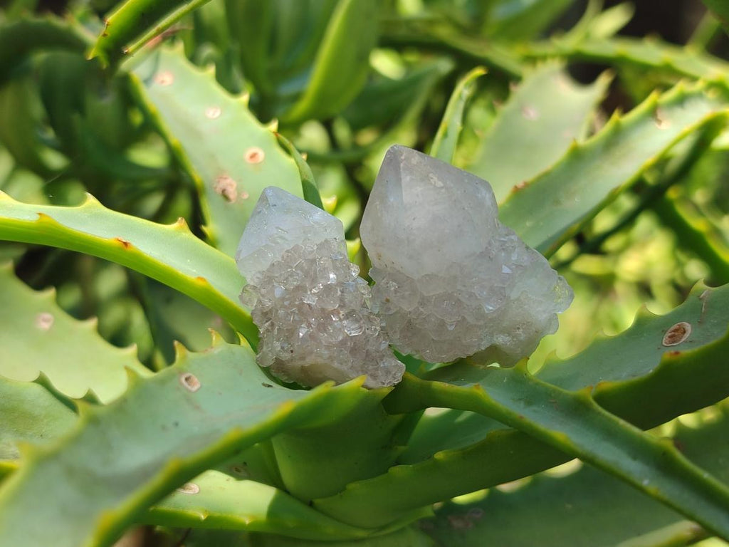 Natural White Spirit Quartz Crystals x 70 From Boekenhouthoek, South Africa