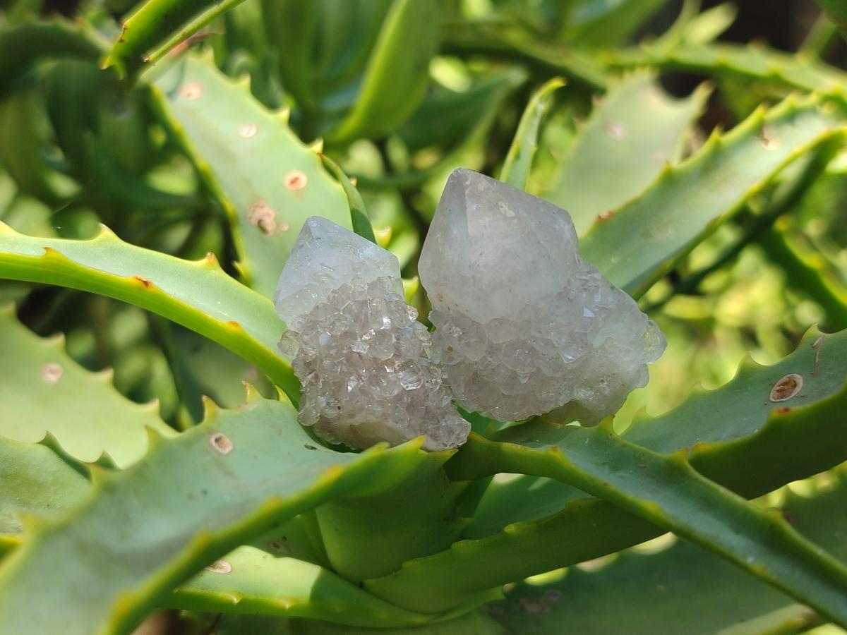 Natural White Spirit Quartz Crystals x 70 From Boekenhouthoek, South Africa