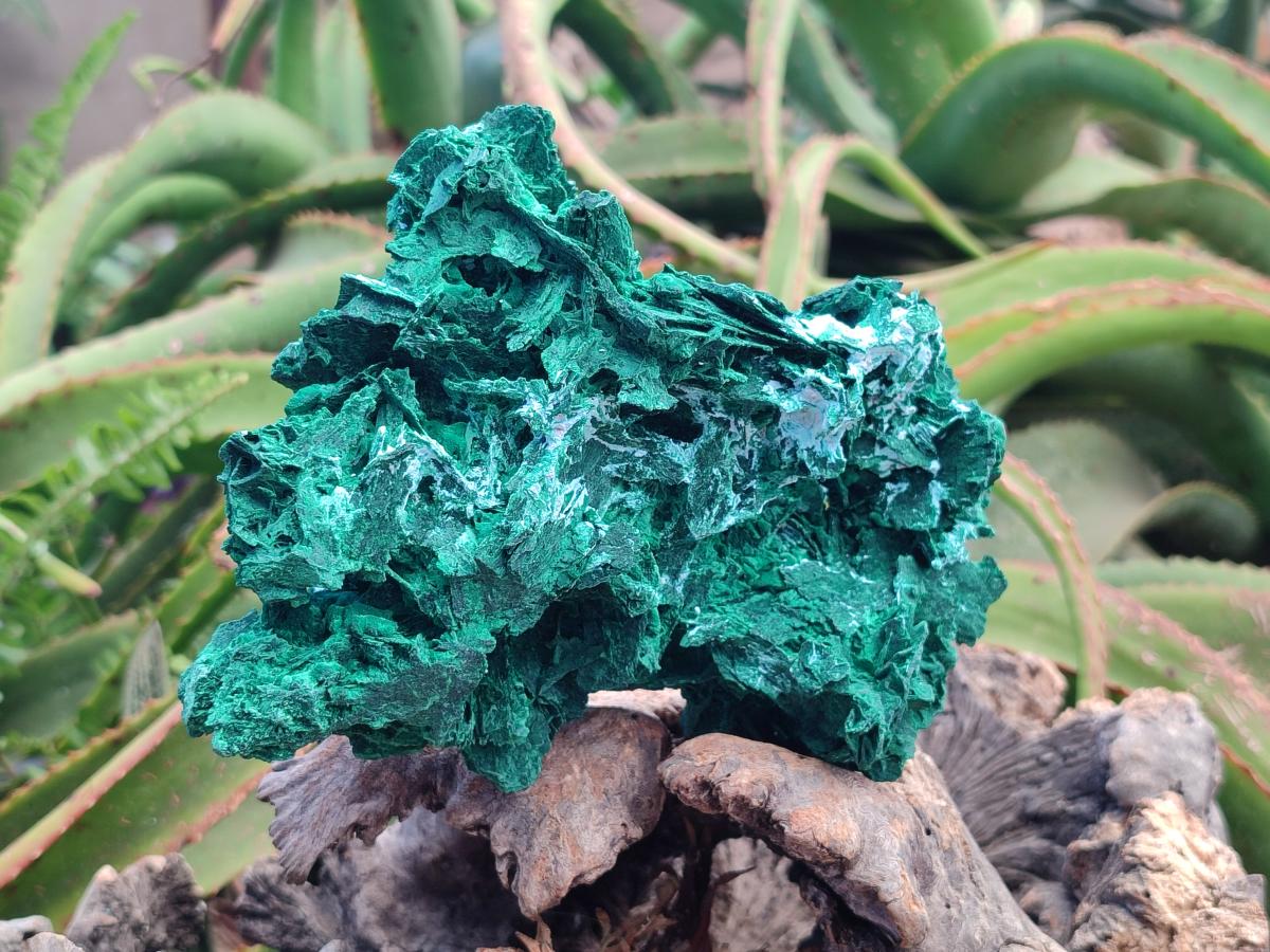 Natural Large Rare Malachite Pseudomorph Specimen x 1 From Kolwezi, Congo