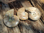 Polished Opalized Cleoniceras Ammonite Fossils x 3 From Tulear, Madagascar