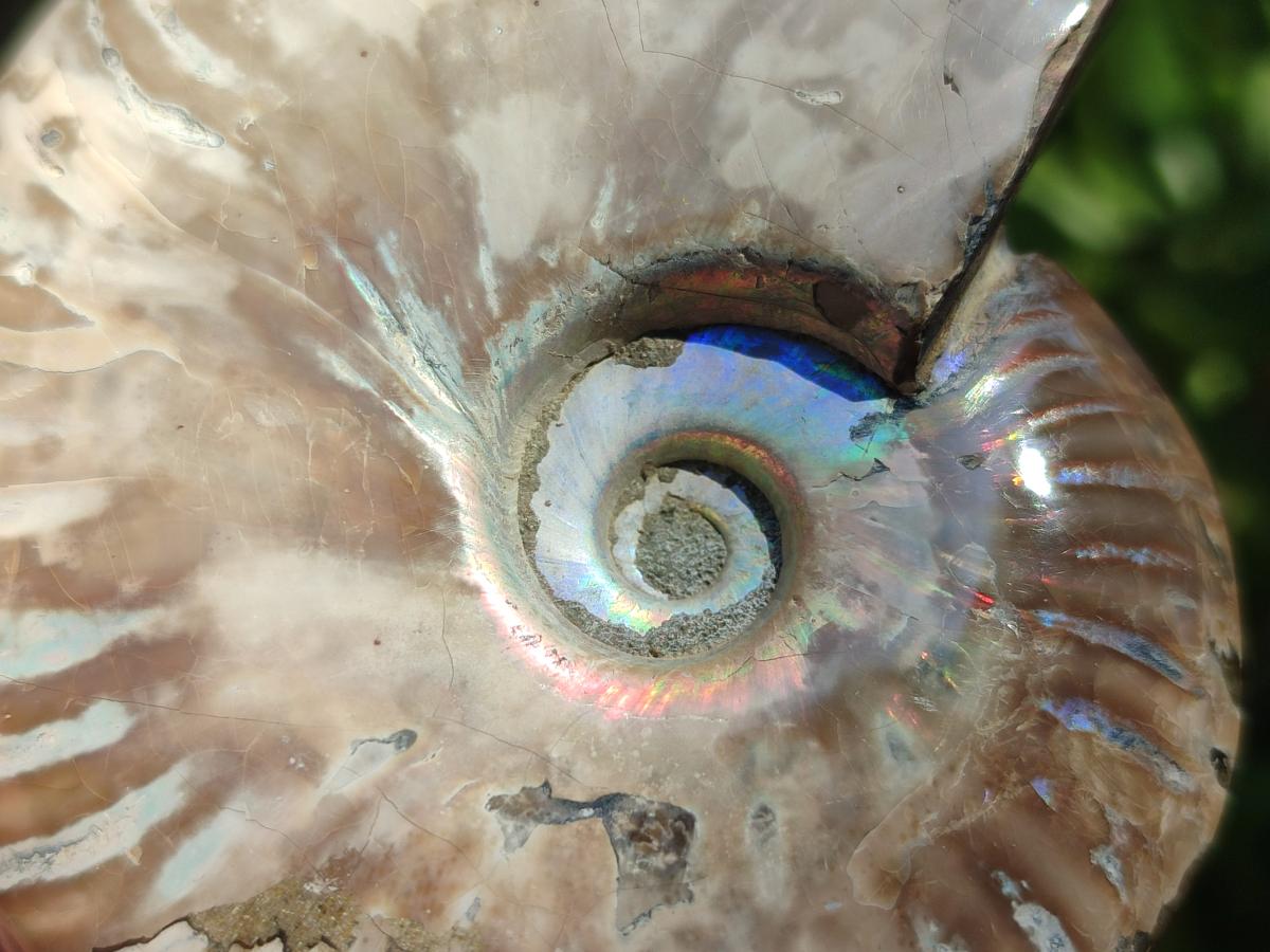 Polished Opalized Cleoniceras Ammonite Fossils x 3 From Tulear, Madagascar