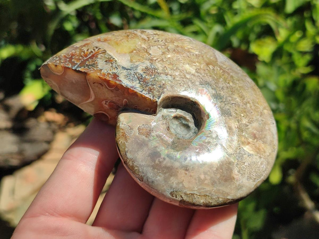Polished Opalized Cleoniceras Ammonite Fossils x 3 From Tulear, Madagascar