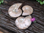 Polished Opalized Cleoniceras Ammonite Fossils x 3 From Tulear, Madagascar