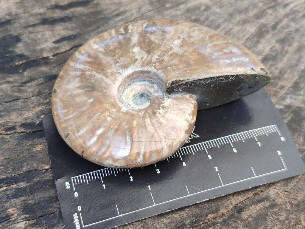 Polished Opalized Cleoniceras Ammonite Fossils x 3 From Tulear, Madagascar