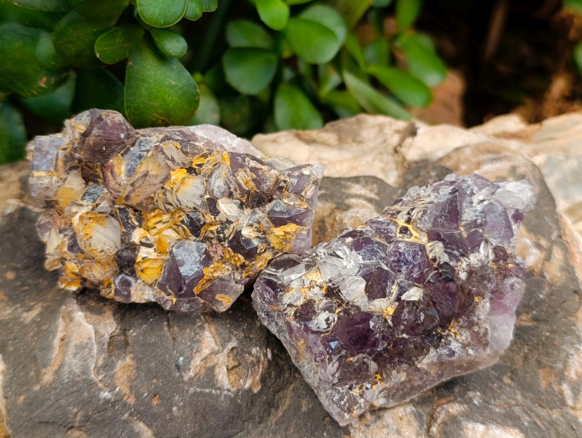 Natural Rare Amethyst Asylum Quartz Clusters x 12 From Luena, Congo