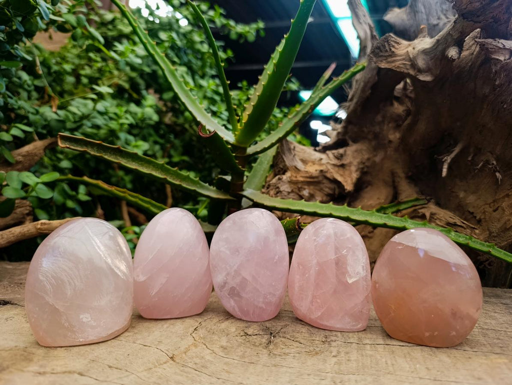 Polished Gemmy Rose Quartz Standing Free Forms x 5 From Madagascar