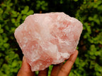 Natural Cobbed Rose Quartz Specimens x 5 From Northern Cape, South Africa