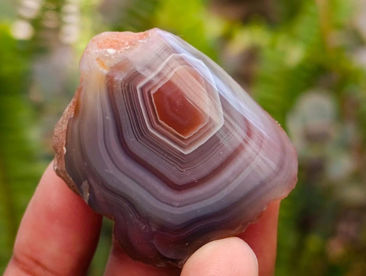 Polished One Side Red Shashe River Agate Nodules x 24 From Shashe River, Zimbabwe
