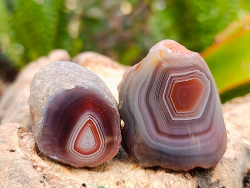 Polished One Side Red Shashe River Agate Nodules x 24 From Shashe River, Zimbabwe