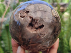 Polished Dadoxylon Petrified Wood Spheres x 3 From Gokwe, Zimbabwe - Toprock Gemstones and Minerals 