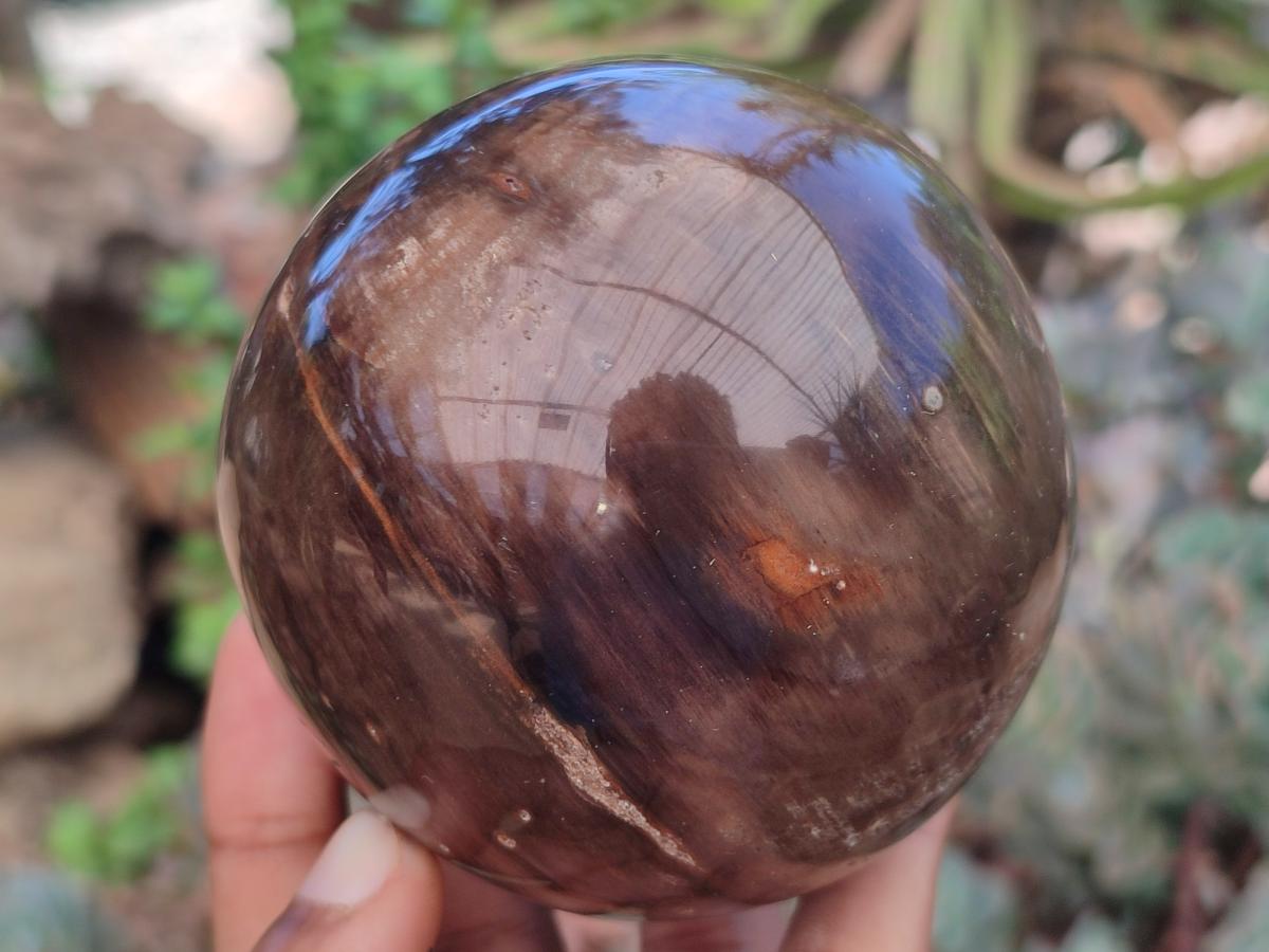 Polished Dadoxylon Petrified Wood Spheres x 3 From Gokwe, Zimbabwe