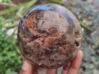Polished Dadoxylon Petrified Wood Spheres x 3 From Gokwe, Zimbabwe - Toprock Gemstones and Minerals 