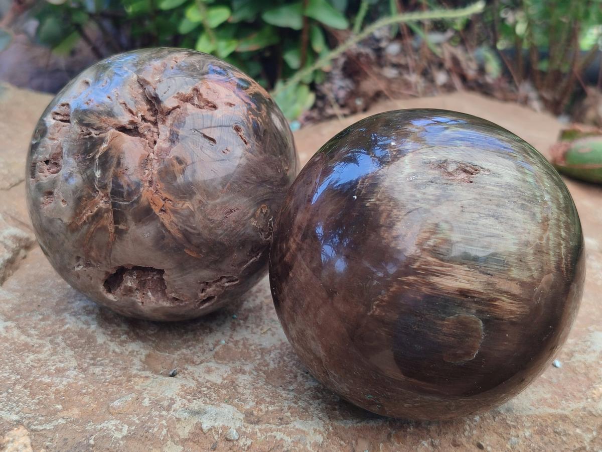 Polished Dadoxylon Petrified Wood Spheres x 3 From Gokwe, Zimbabwe - Toprock Gemstones and Minerals 
