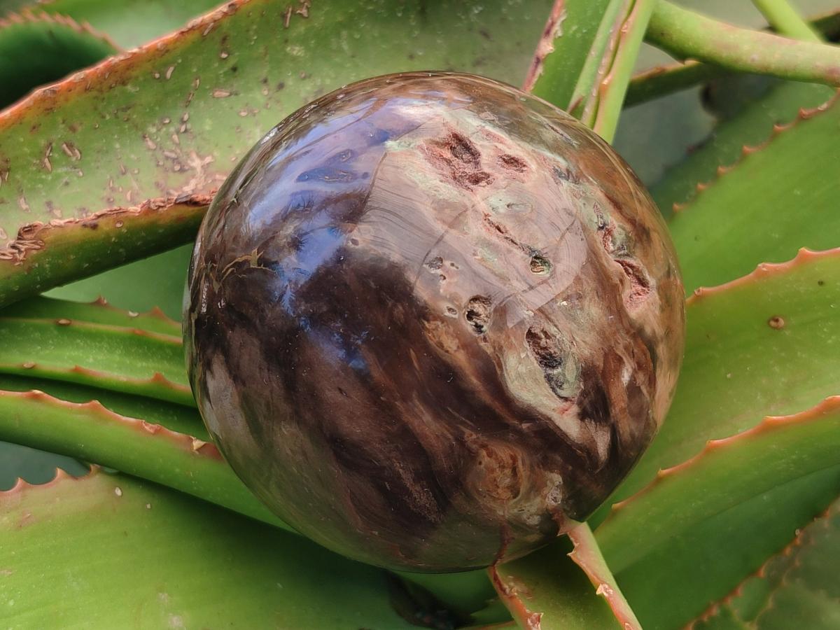 Polished Dadoxylon Petrified Wood Spheres x 3 From Gokwe, Zimbabwe - Toprock Gemstones and Minerals 