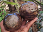 Polished Dadoxylon Petrified Wood Spheres x 3 From Gokwe, Zimbabwe - Toprock Gemstones and Minerals 