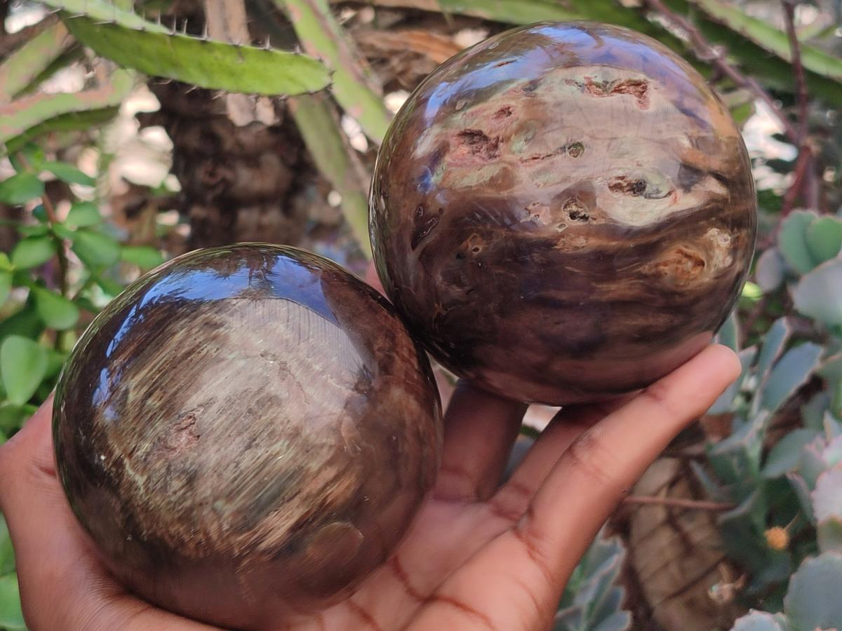 Polished Dadoxylon Petrified Wood Spheres x 3 From Gokwe, Zimbabwe - Toprock Gemstones and Minerals 