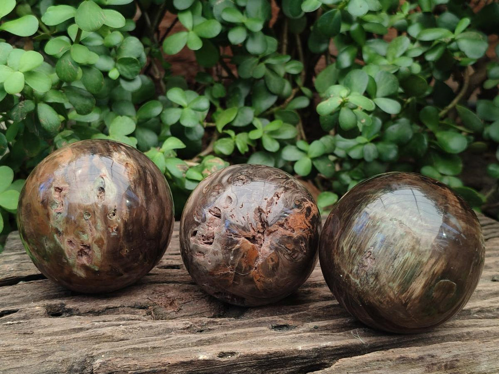 Polished Dadoxylon Petrified Wood Spheres x 3 From Gokwe, Zimbabwe - Toprock Gemstones and Minerals 