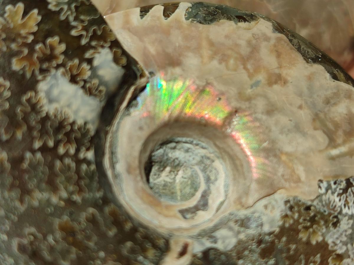 Polished Cleoniceras Ammonite Fossils x 3 From Tulear, Madagascar