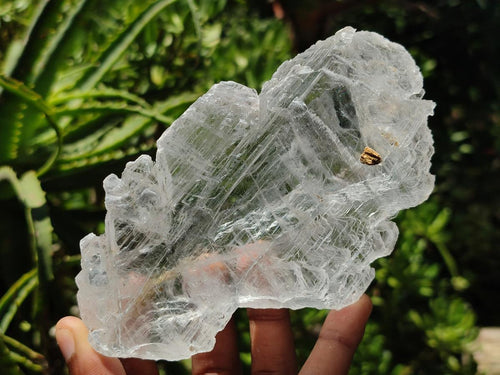 Natural Selenite Gypsum Crystals x 12 From Congo