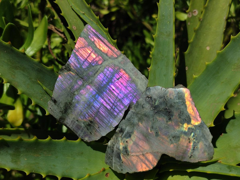 Polished One Side Labradorite Specimens x 24 From Madagascar