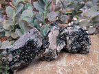 Natural Libethenite Crystals on Dolomite Matrix Specimens x 12 From Shituru, Congo