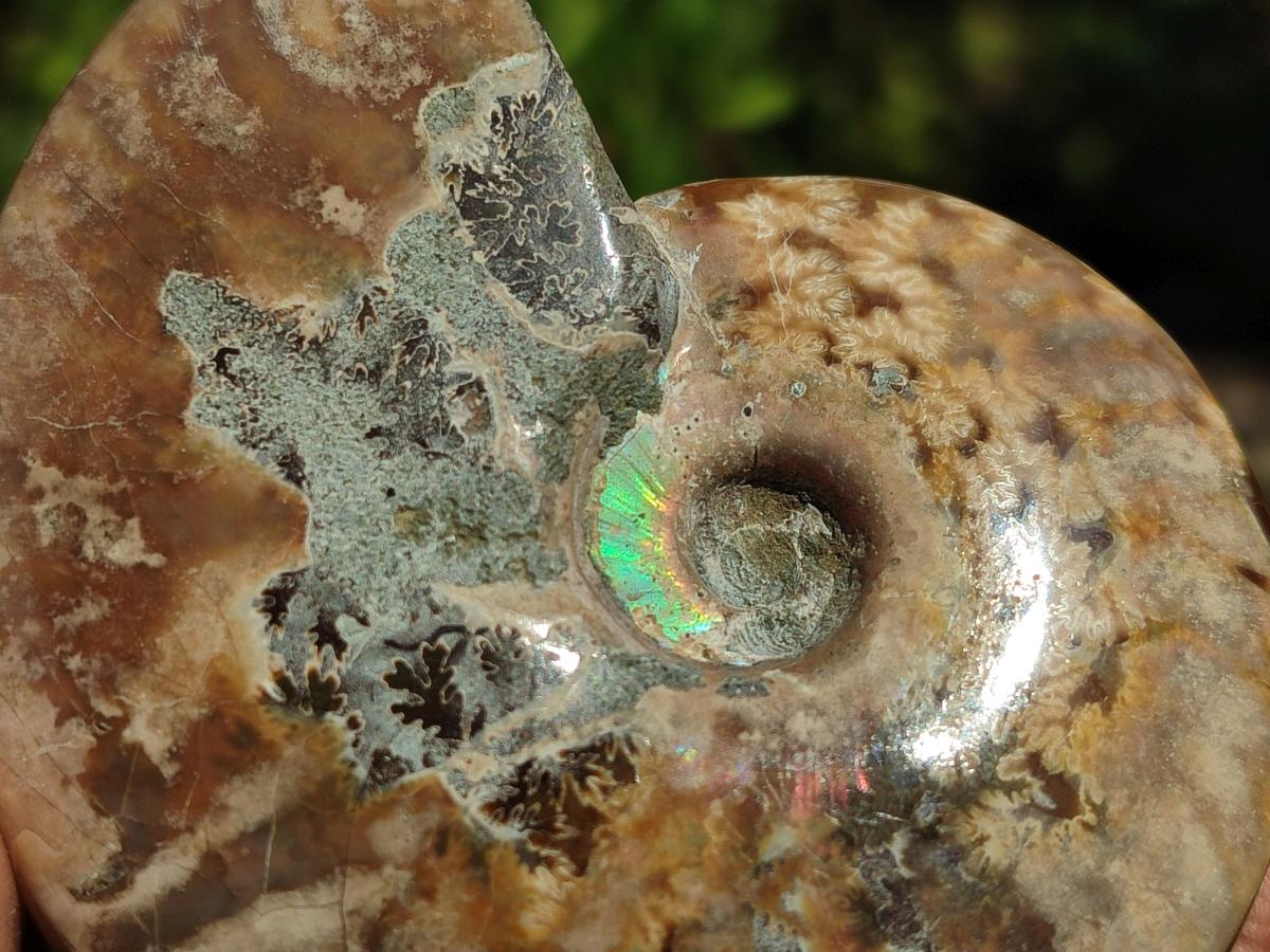 Polished Opalized Cleoniceras Ammonite Fossils x 3 From Tulear, Madagascar