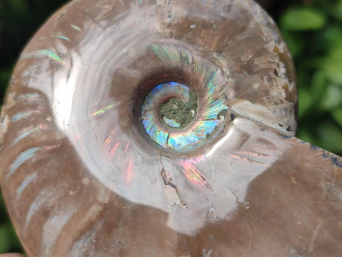 Polished Cleoniceras Red Ammolite Opalized Ammonite Fossils x 2 From Tulear, Madagascar