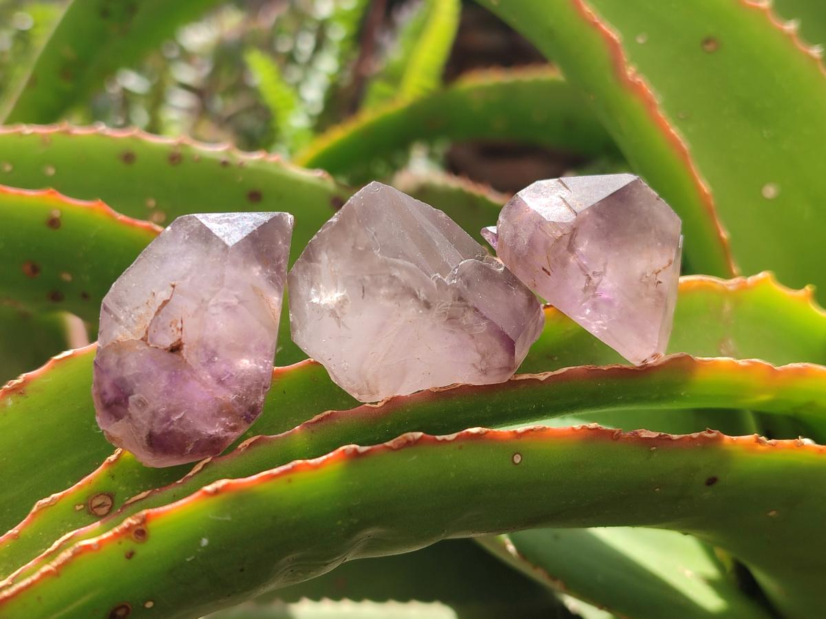 Natural Window Amethyst Crystals x 35 From Ambatondrazaka, Madagascar - Toprock Gemstones and Minerals 