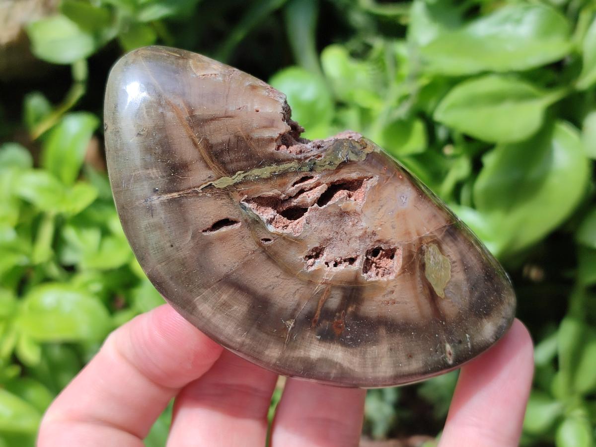 Polished Dadoxylon Petrified Wood Palm Stones x 6 From Gokwe, Zimbabwe - Toprock Gemstones and Minerals 