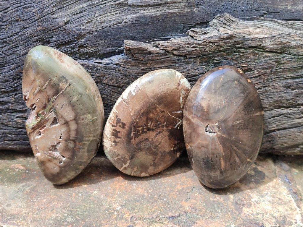 Polished Dadoxylon Petrified Wood Palm Stones x 6 From Gokwe, Zimbabwe - Toprock Gemstones and Minerals 