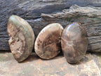 Polished Dadoxylon Petrified Wood Palm Stones x 6 From Gokwe, Zimbabwe - Toprock Gemstones and Minerals 