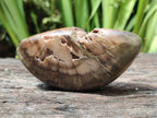 Polished Dadoxylon Petrified Wood Palm Stones x 6 From Gokwe, Zimbabwe - Toprock Gemstones and Minerals 