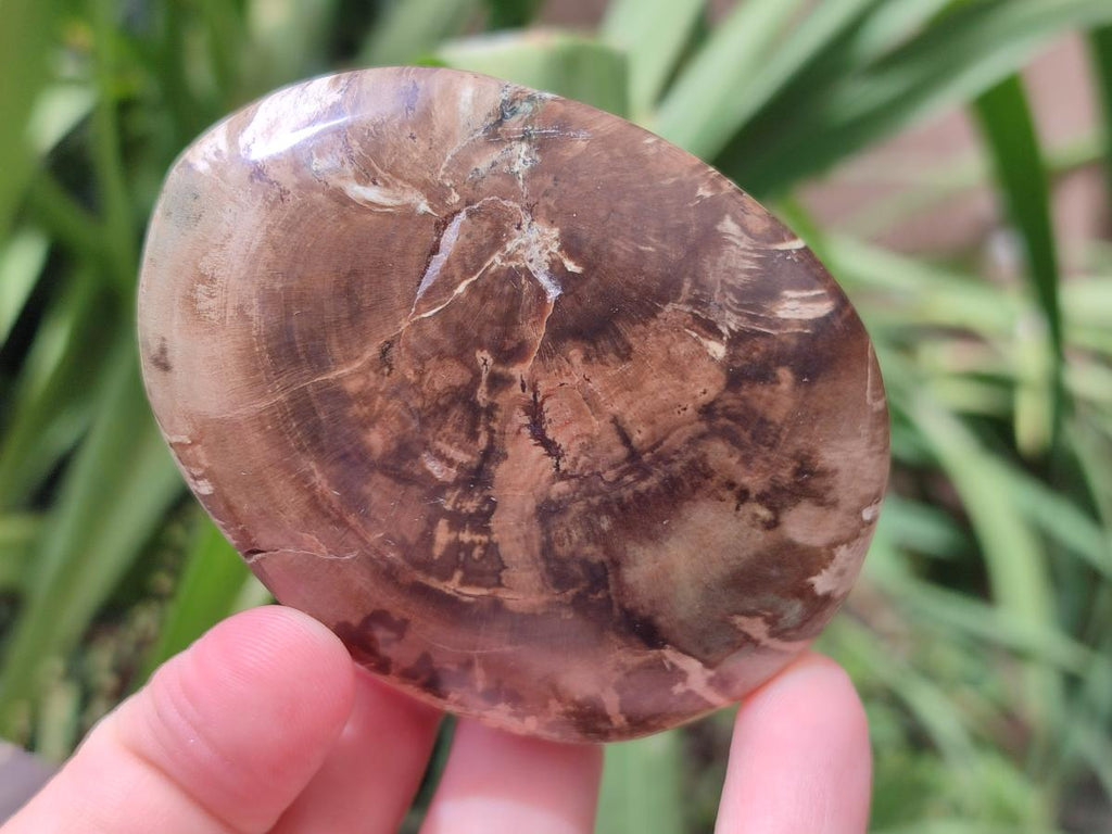 Polished Dadoxylon Petrified Wood Palm Stones x 6 From Gokwe, Zimbabwe - Toprock Gemstones and Minerals 