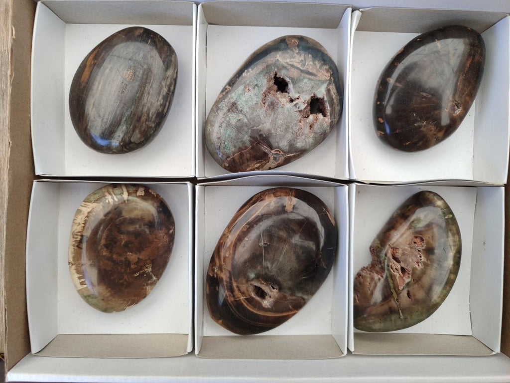Polished Dadoxylon Petrified Wood Palm Stones x 6 From Gokwe, Zimbabwe - Toprock Gemstones and Minerals 