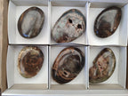 Polished Dadoxylon Petrified Wood Palm Stones x 6 From Gokwe, Zimbabwe - Toprock Gemstones and Minerals 