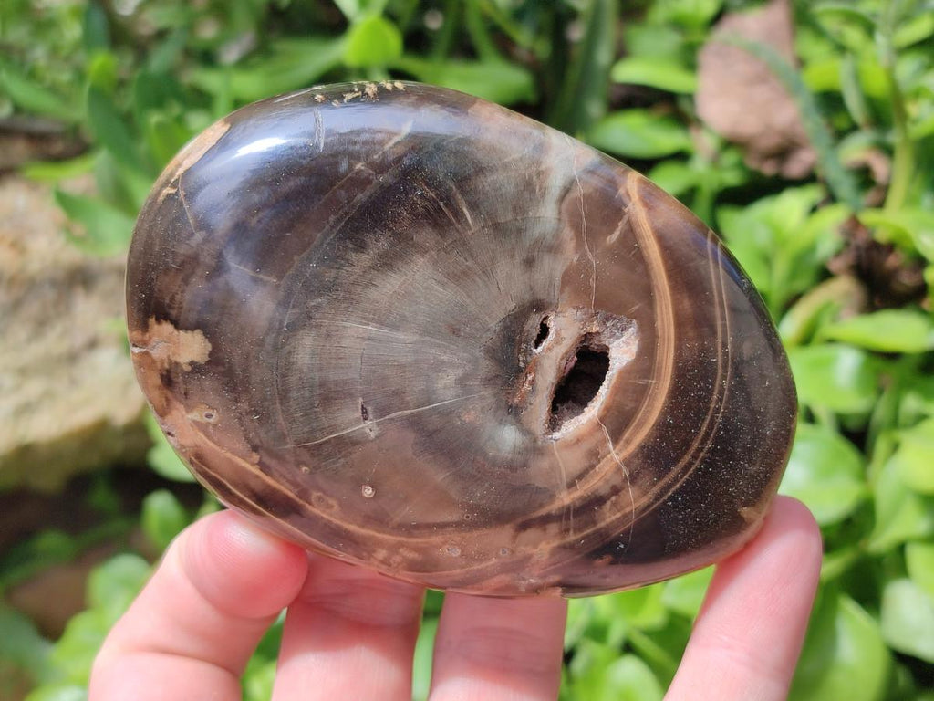 Polished Dadoxylon Petrified Wood Palm Stones x 6 From Gokwe, Zimbabwe - Toprock Gemstones and Minerals 