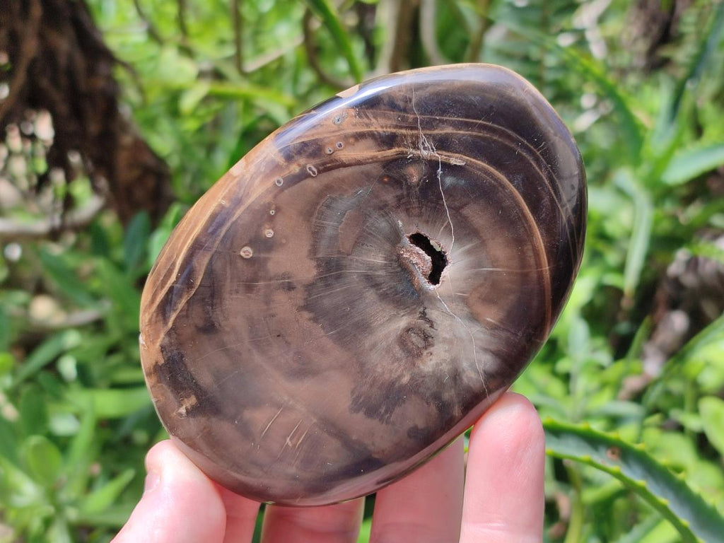Polished Dadoxylon Petrified Wood Palm Stones x 6 From Gokwe, Zimbabwe - Toprock Gemstones and Minerals 