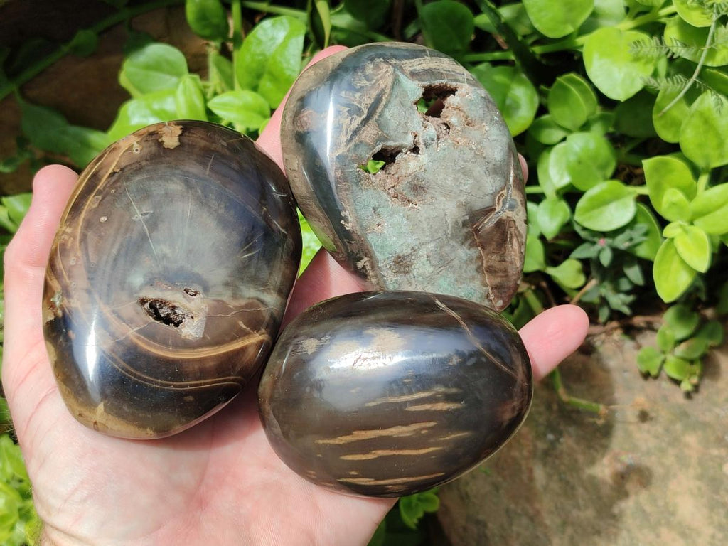 Polished Dadoxylon Petrified Wood Palm Stones x 6 From Gokwe, Zimbabwe - Toprock Gemstones and Minerals 