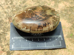 Polished Dadoxylon Petrified Wood Palm Stones x 6 From Gokwe, Zimbabwe - Toprock Gemstones and Minerals 