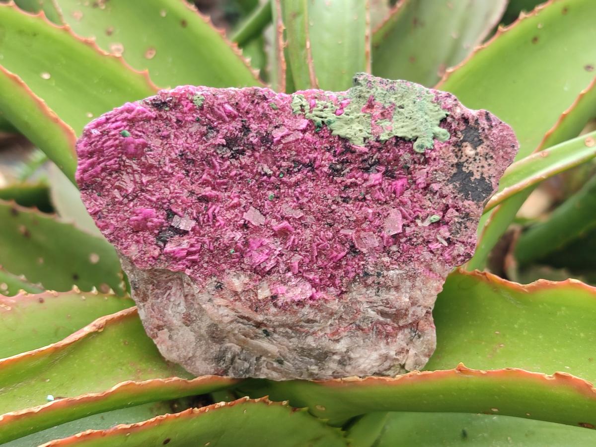 Natural Salrose Cobaltoan Dolomite With Kolwezite Specimens x 4 From Kakanda, Congo - Toprock Gemstones and Minerals 