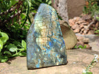 Polished Labradorite Standing Free Forms x 2 From Madagascar