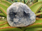 Natural Blue Celestite Geode Cluster Specimens x 2 From Sakoany, Madagascar - Toprock Gemstones and Minerals 
