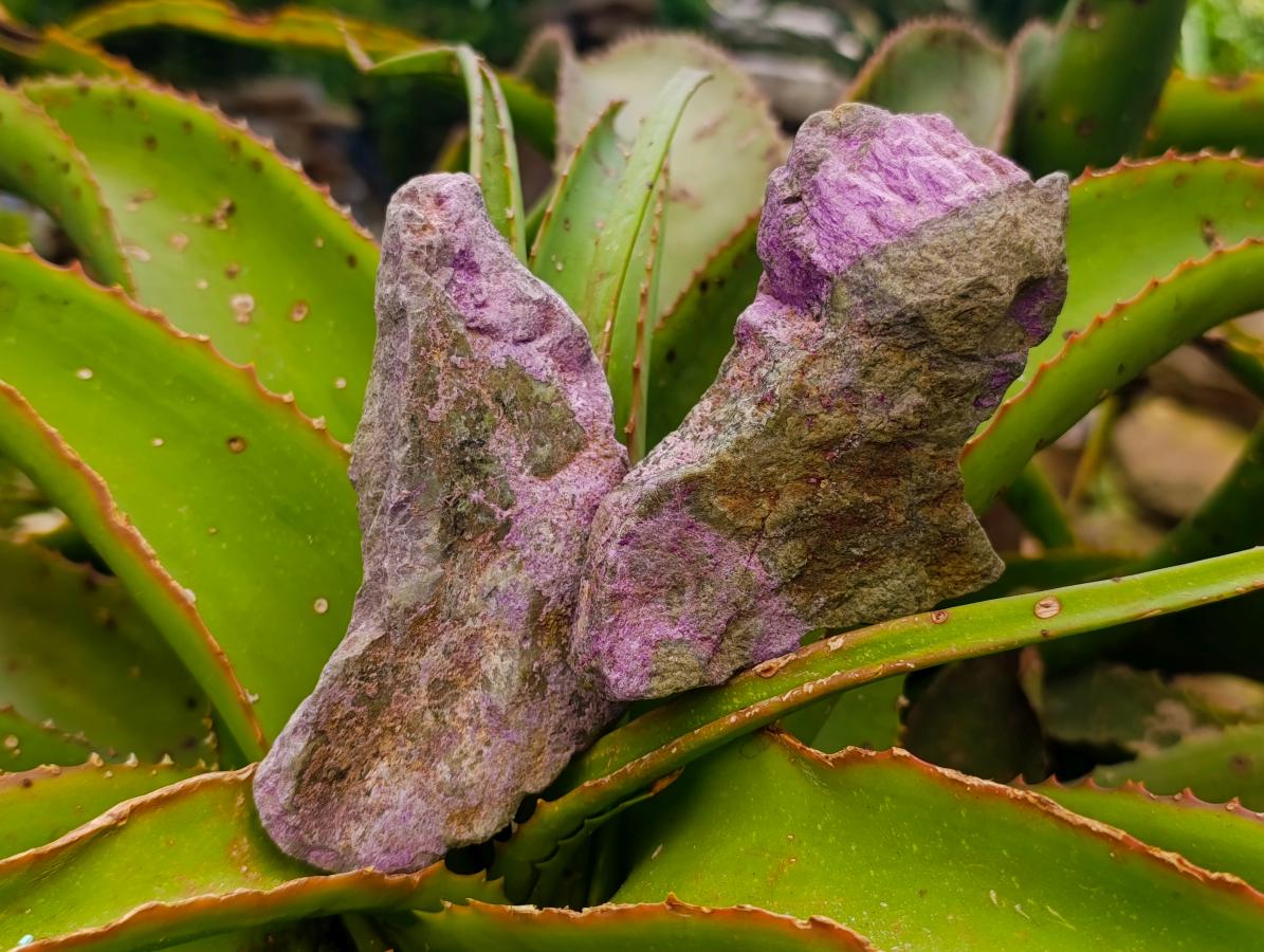 Natural Large Stichtite Cobbed Specimens x 12 From Barberton, South Africa