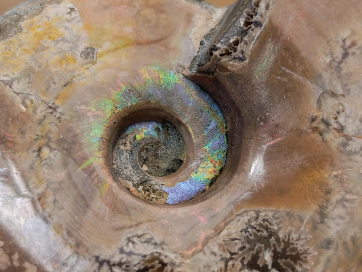 Polished Opalized Cleoniceras Ammonite Fossils x 3 From Tulear, Madagascar