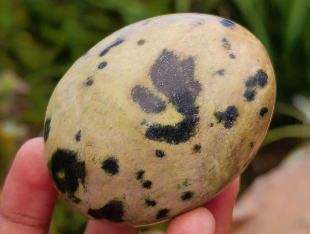 Polished Leopard Free Forms x 12 From Zimbabwe