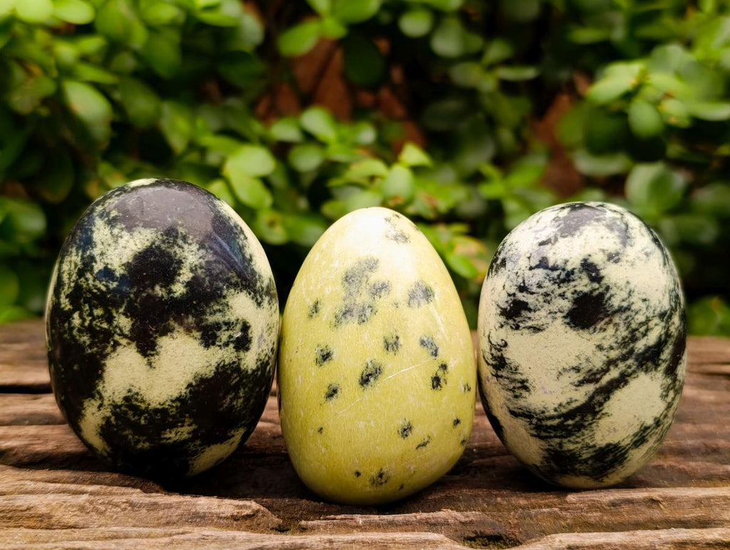 Polished Leopard Free Forms x 12 From Zimbabwe