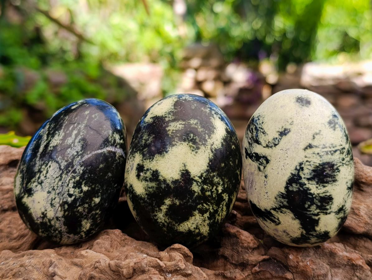 Polished Leopard Free Forms x 12 From Zimbabwe