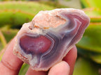Polished One Side Red Shashe River Agate Nodules x 28 From Shashe River, Zimbabwe - Toprock Gemstones and Minerals 