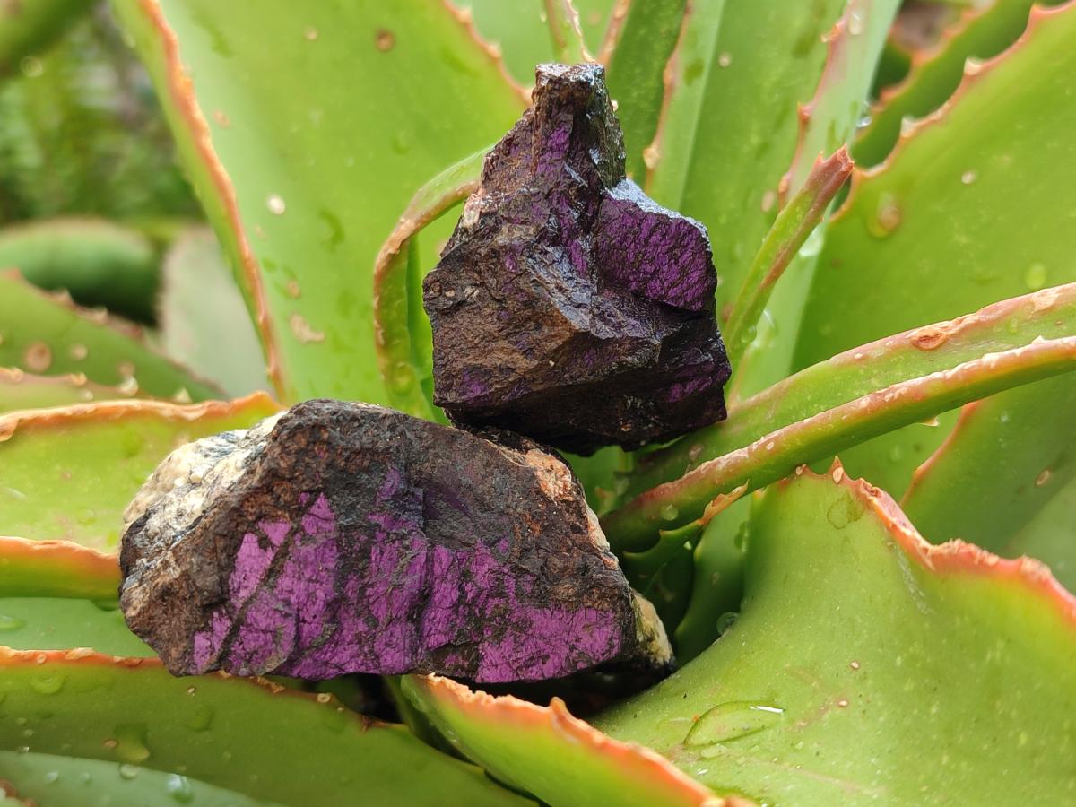 Natural Metallic Cobbed Purpurite Specimens x 35 From Erongo, Namibia