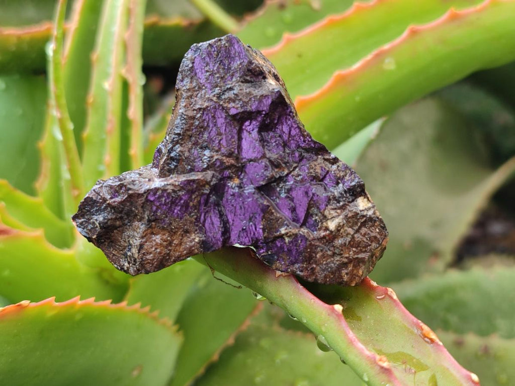Natural Metallic Cobbed Purpurite Specimens x 35 From Erongo, Namibia